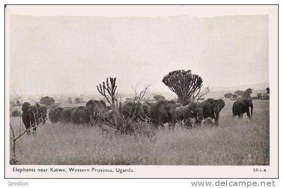 UGANDA 59.1.4  ELEPHANTS NEAR KATWE WESTERNE PROVINCE - Ouganda