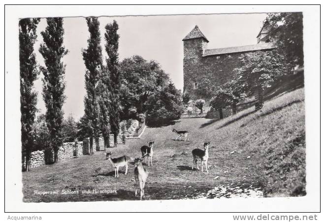 LACHEN ? - Rapperswit Schloss Und Hirschpark - Cartolina FP BN V 1964 - Lachen