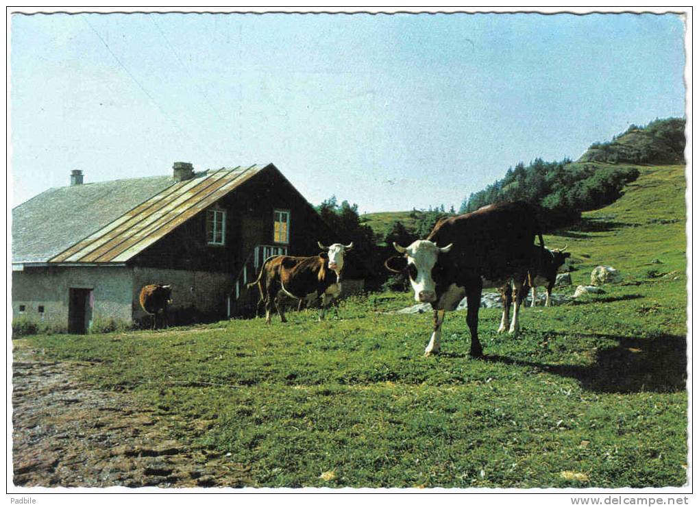Carte Postale 74. Bellevaux  Vaches En Alpage D'Hirmentaz  Centre St-Martin Trés Beau Plan - Bellevaux
