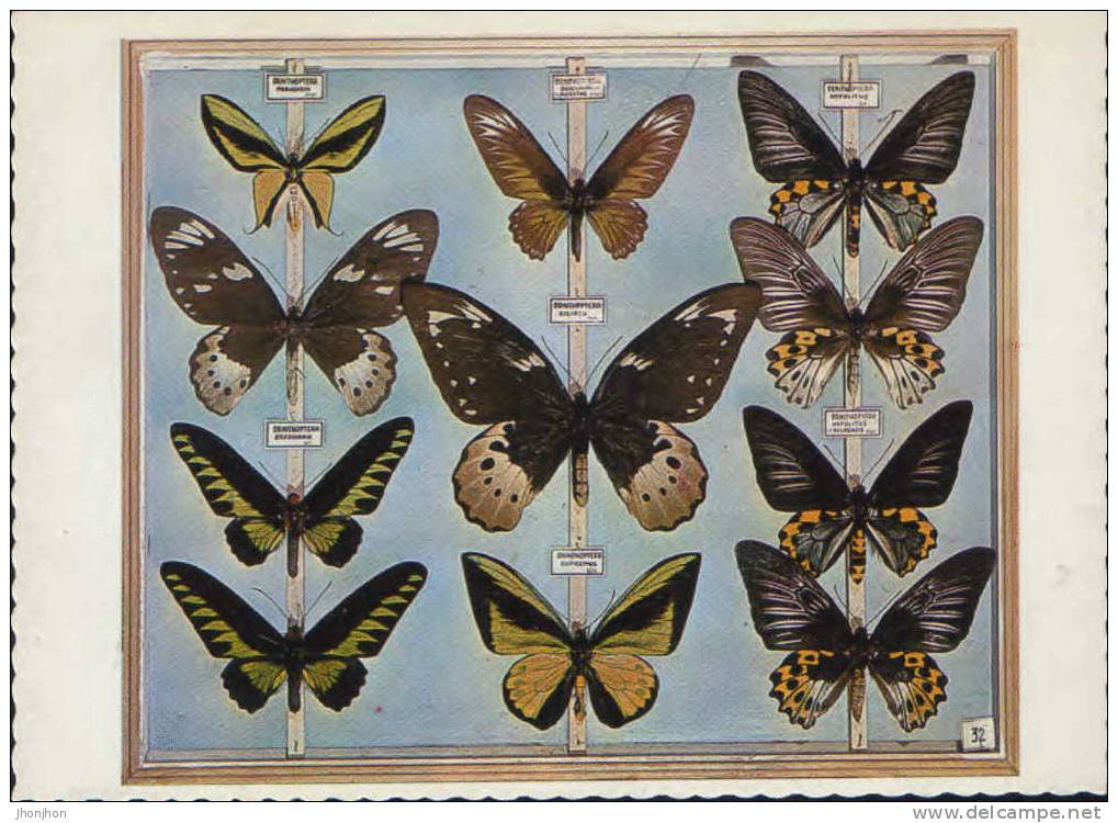 Romania-Postcard Unused-Papilionidae De Malaesie - Butterflies