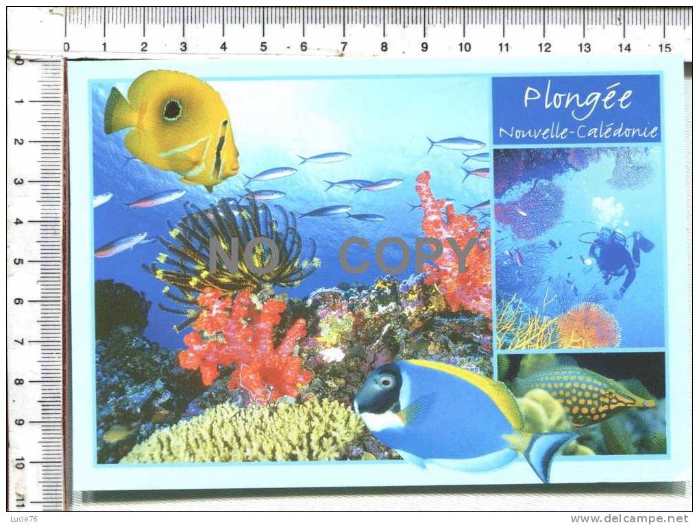 NOUVELLE CALEDONIE  -   Plongée En Nouvelle Calédonie - Nouvelle Calédonie