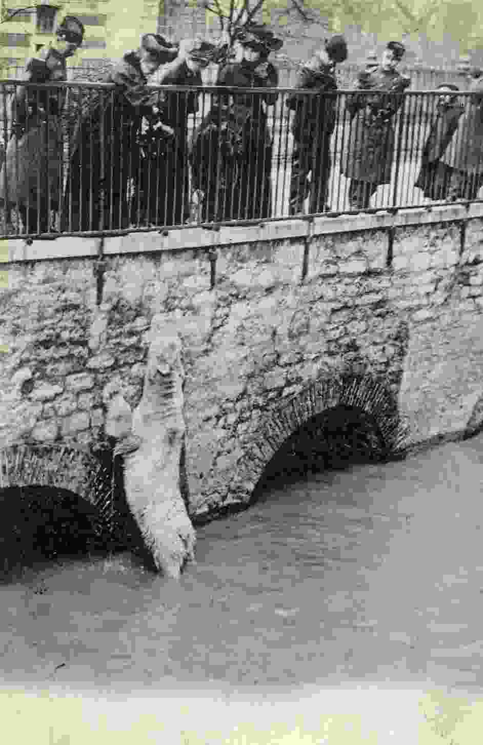 L´OURS BLANC CONTE SES PEINES - BELLE ANIMATION CRUE DE LA SEINE PARIS ELD Top - Beren