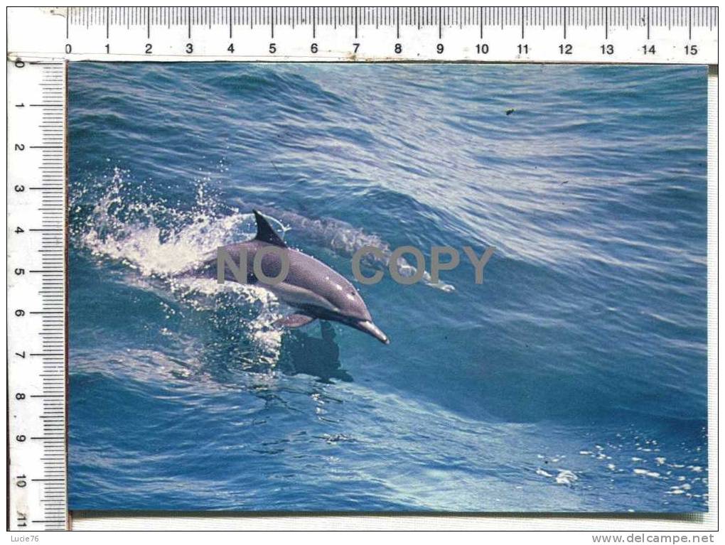DAUPHIN    -  Sauvons La Mer Avec   Greenpeace    -45 - Dolphins