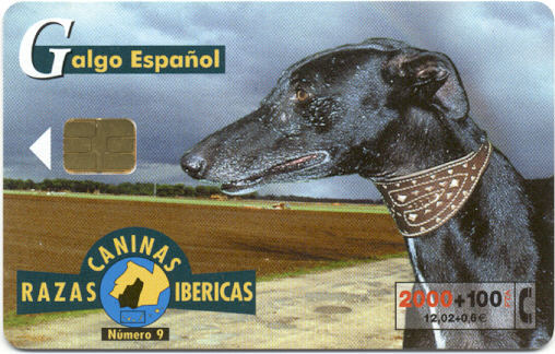 Espana - Galgo Espanol / Spaanse Windhond - Lévrier Espagnol - Chiens