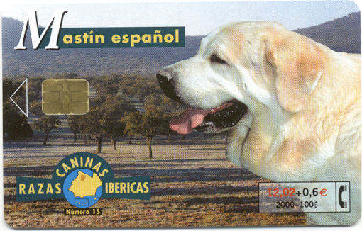 Espana - Mastin Espanol / Spaanse Mastiff - Mastif Espagnol - Honden