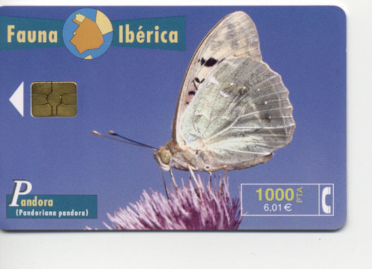 Espana - Pandora - Pandoriana Pandora - Schmetterlinge