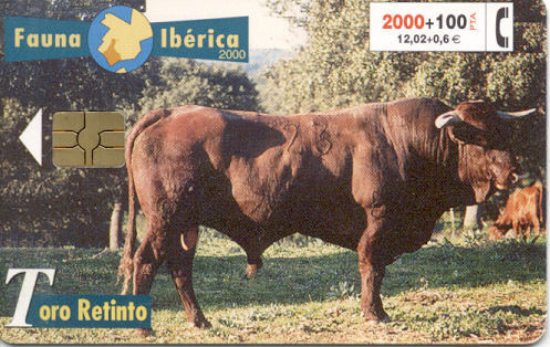 Espana - Toro Retinto - Vacas