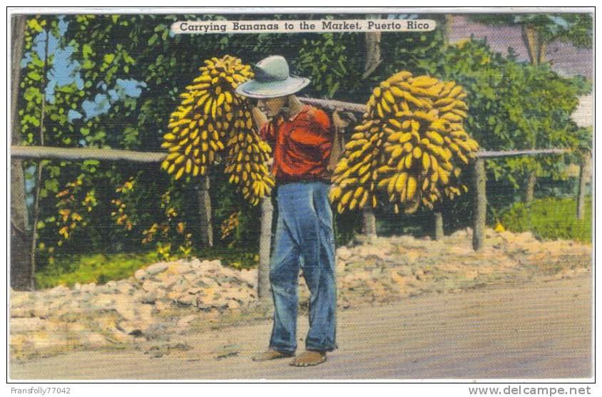 AMERICA - ANTILLES - PUERTO RICO - Man Carrying Stalkes Of Bananas - TO MARKET - Puerto Rico