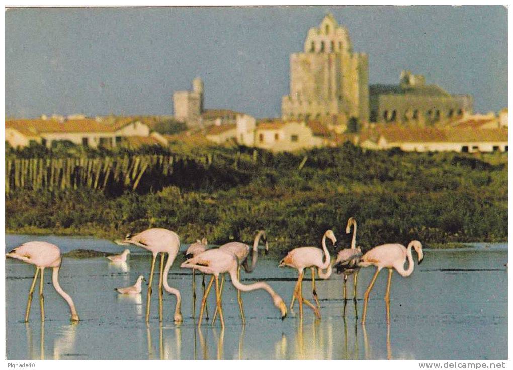 Cp , OISEAUX , Flamants Roses Aux Saintes-Mariede-la-Mer - Pájaros