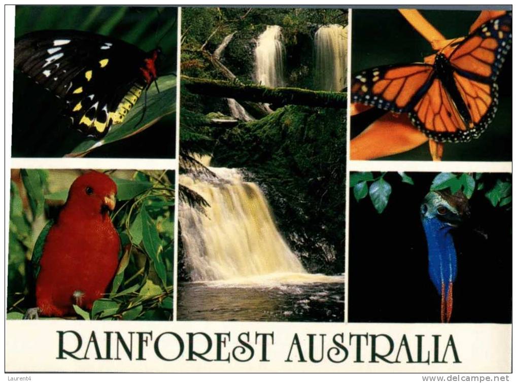 (066) Rainforest Birds And Butterfly - King Parrot - Cassowary - Otros & Sin Clasificación