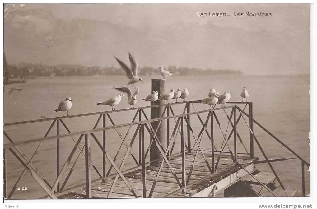 429 - Lac Léman Les Mouettes - Autres & Non Classés