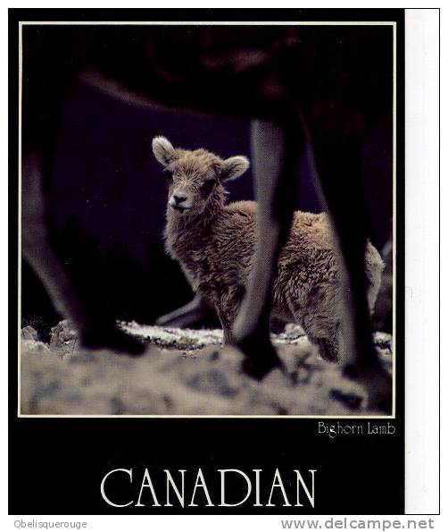 CANADIAN ROCKIES FORMAT 17X11.5 BIGHORN LAMB - Moderne Ansichtskarten