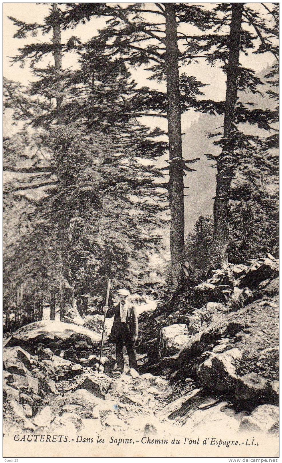 65 CAUTERETS - Dans Les Sapins  Chemin Du Pont D'Espagne - Cauterets