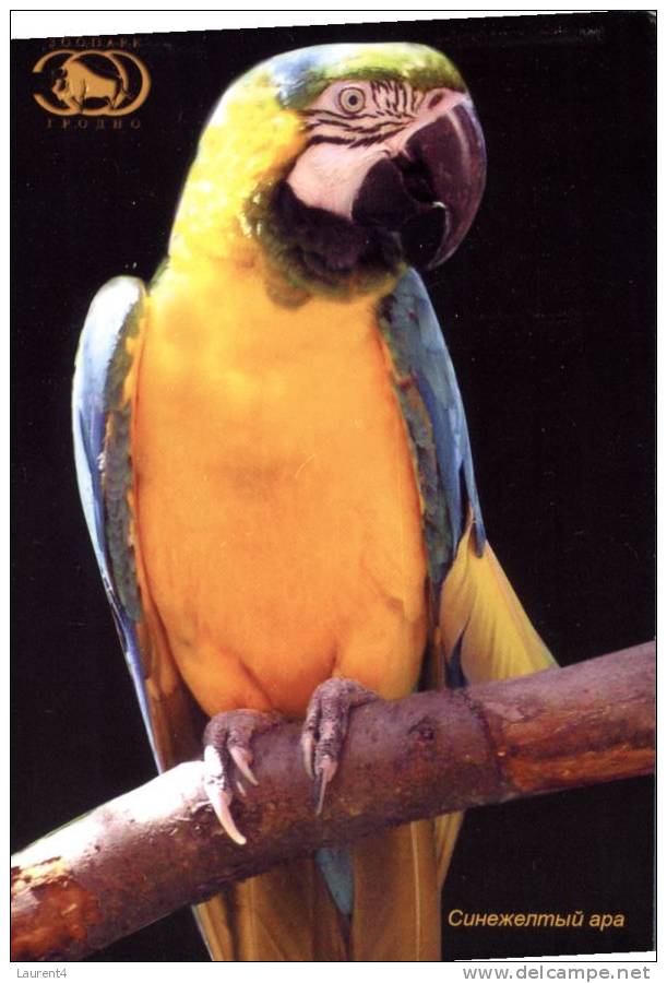 (625) Bird - Oiseau - Parrot Or Macau - Postcard From Belarus - Oiseaux