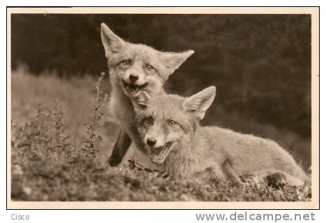 Cartes Postales -  Belle Photo De Deux Jeunes Renards - Jungfüchse - Autres & Non Classés