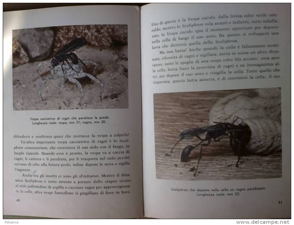 PE/15 Hutchins - INSETTI CACCIATORI Fabbri 1970 Illustrazioni Cozzaglio / Entomologia - Natura