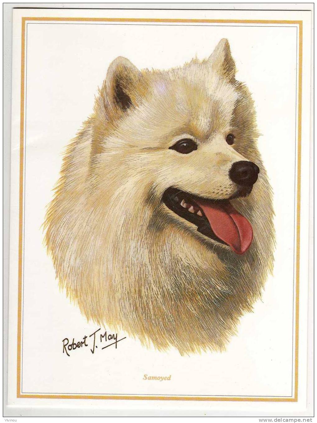 Cpm + Enveloppe . Grand Format . Illustr Robert J May . Samoyed  . Thème Race De Chien - Chiens