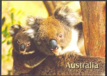 Australian Koala - Ours