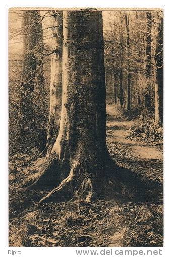 Foret De Soignes    Hetres - Bossen, Parken, Tuinen