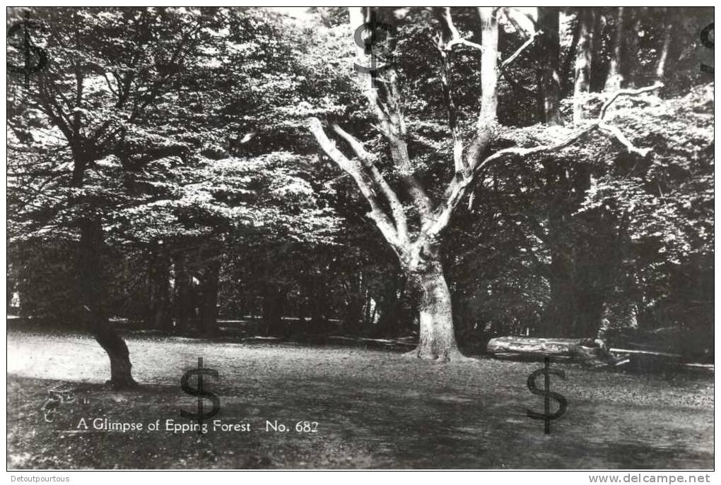 EPPING FOREST : A Glimpse ( Tree Arbre Baum ) - Autres & Non Classés
