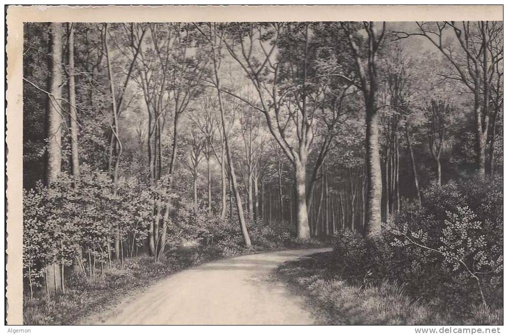 489 - Bois De Vernand Dessous Huile De M. Guignet - Le Mont-sur-Lausanne