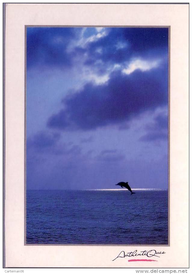Animaux - Dauphin - Dolfijnen