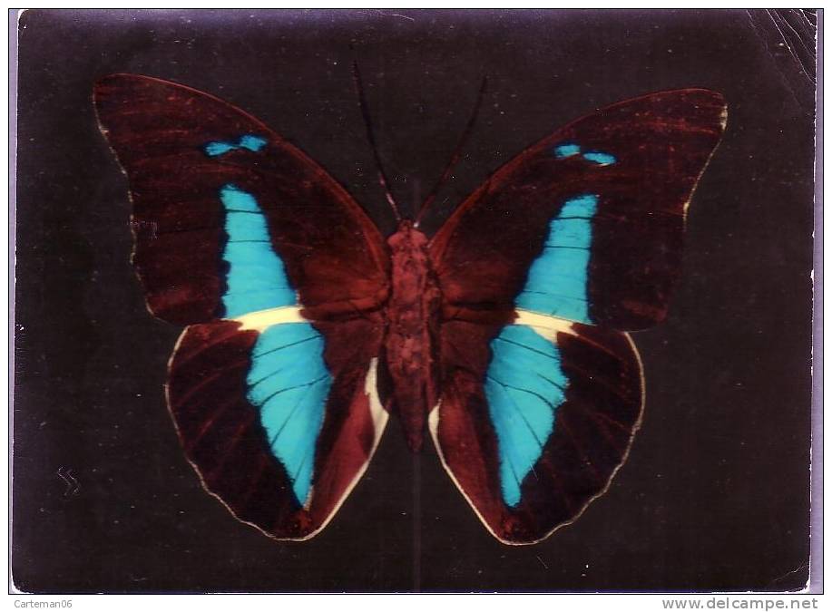 Animaux - Papillon - Prepona Meander - Insetti