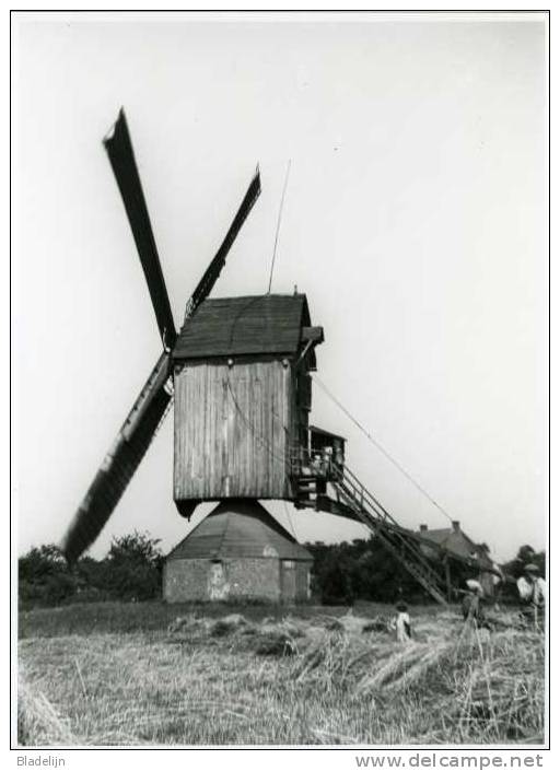 HERENTALS - Noorderwijk (Antw.) - Molen/moulin - Foto 18x24 Cm. Van De Hogewegmolen In Bedrijf Ca. 1940 - Lieux