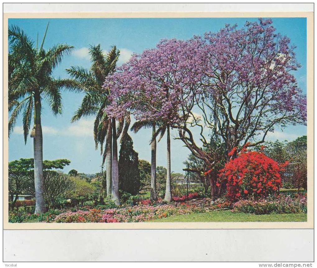 Cp , SOUTHERN AFRICA , Colourful Garden Setting Of Stately Palms, Flowers, Hotus, Shade Of Bougainvillea - Afrique Du Sud