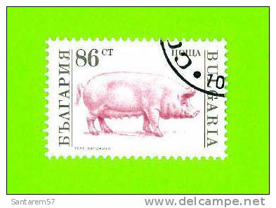 BULGARIE Oblitération Ronde Used Stamp 86ct Nowa Animaux COCHON PIG 1991 - Gebruikt