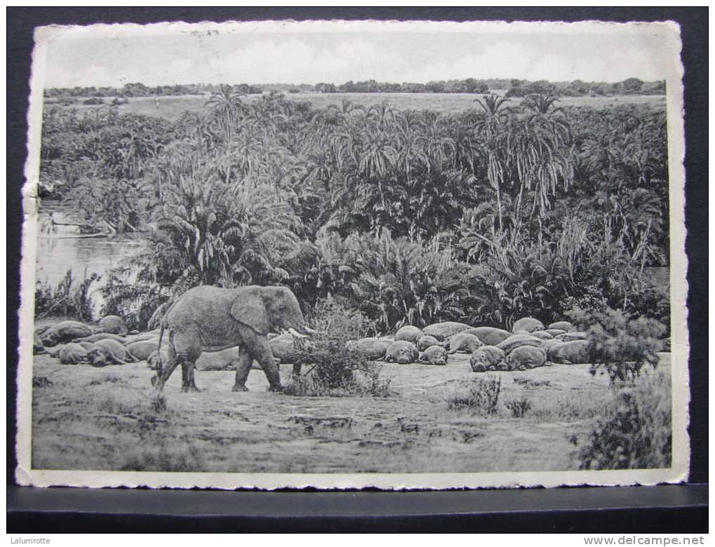 Congo. C2. Eléphant Et Hippopotames. Bugugu, Plaine Du Lac Edouard - Belgisch-Congo