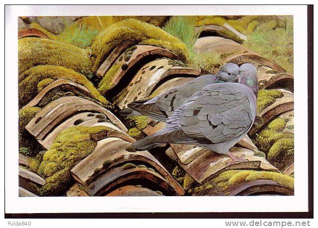 CPDOUBLE.  PIGEON  COLOMBIN.     En Faveur De La Nature.       Dessin De Johan De Crem. - Oiseaux