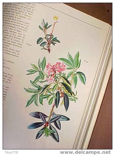 FAUNE ET FLORE D'EUROPE Edition GRÜND - Encyclopédies