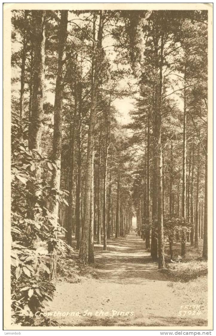 Britain United Kingdom - Crowthorne, In The Pines - Old Postcard [P1807] - Other & Unclassified