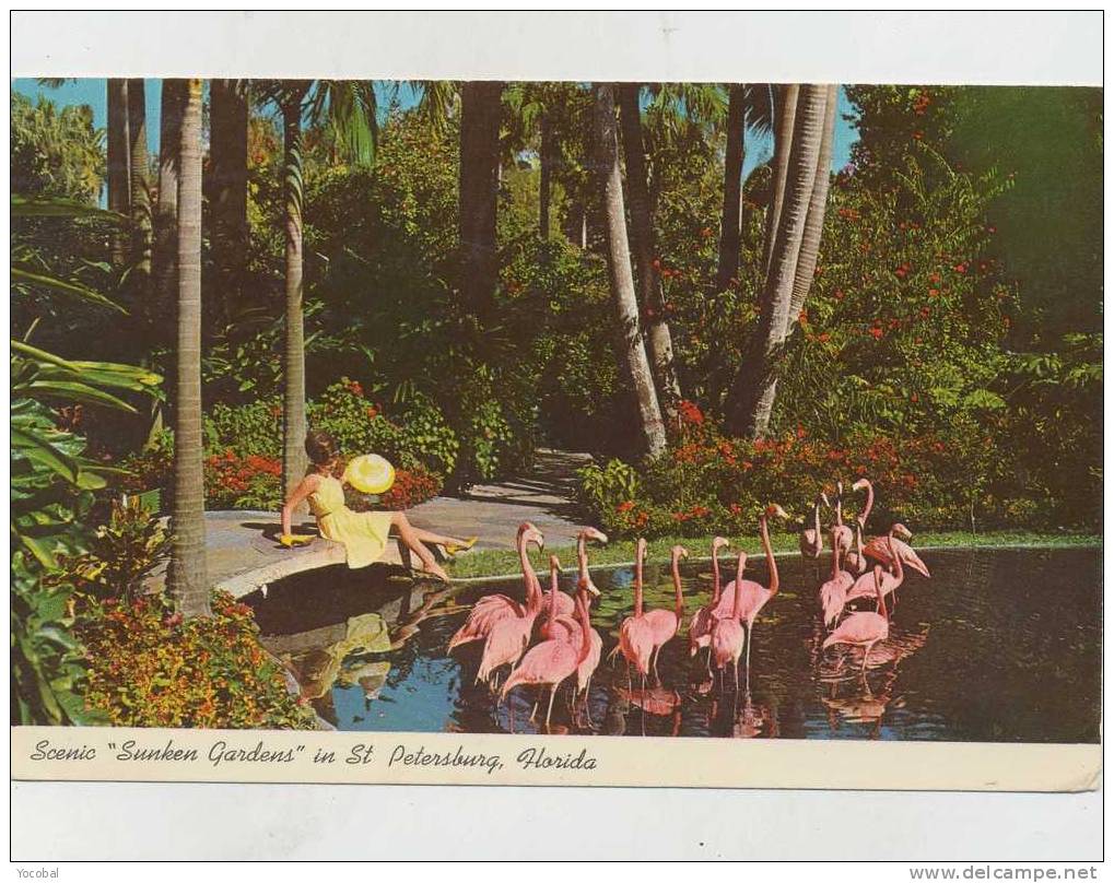 Cp , ETATS-UNIS , ST. PETERSBURG , Flamingos In Beautiful Sunken Gardens - St Petersburg