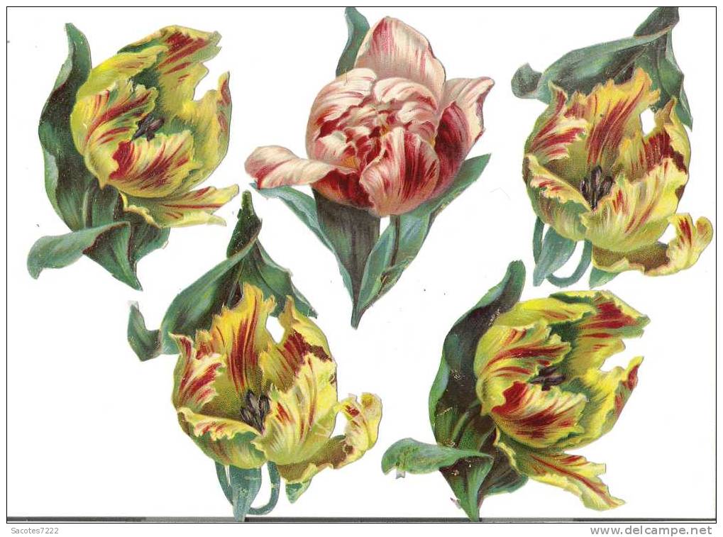 BEL ENSEMBLE DE 5 DECOUPIS GAUFFRES - TULIPES - - Fleurs