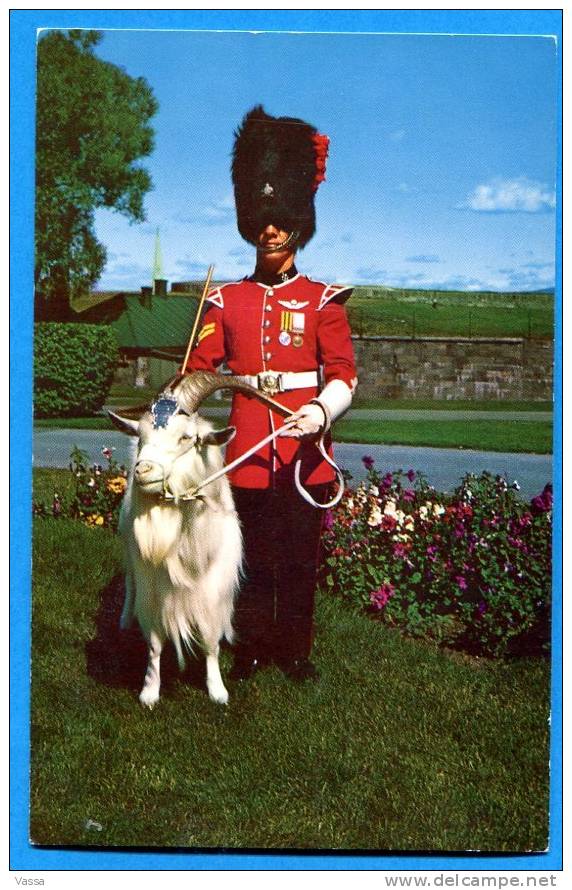CANADA. Le Caporal Attiré à La Garde De Baptiste - La Mascotte Du Royal 22e Régiment .Chèvre, Bouc - Québec - La Citadelle
