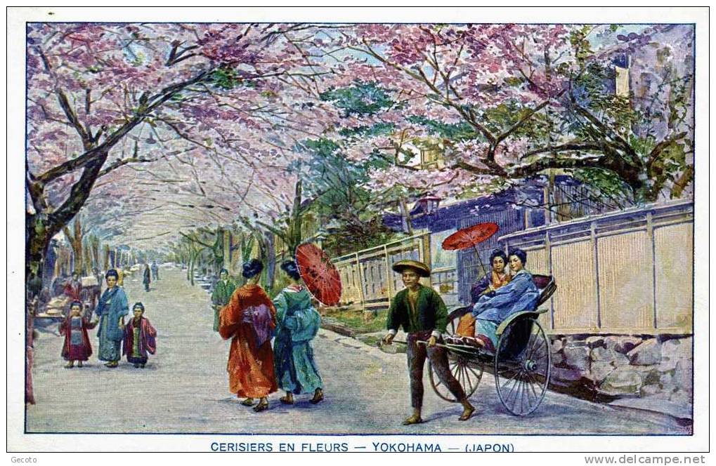 Cerisiers En Fleurs - Yokohama