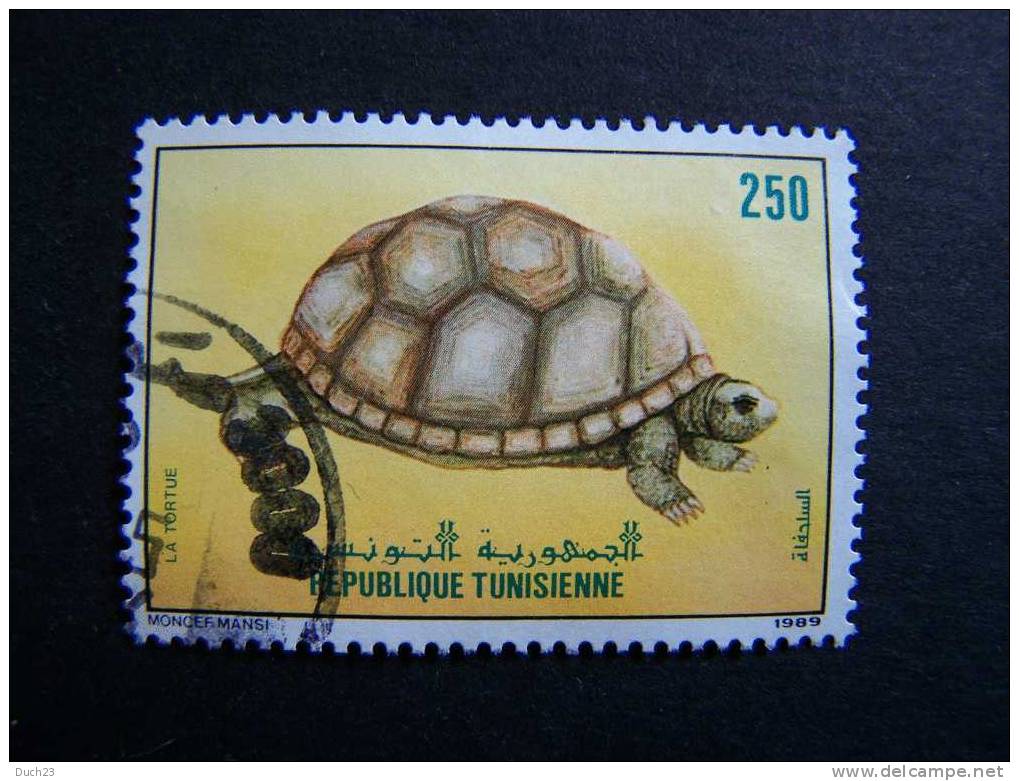 THEME ANIMAUX FAUNE MAMMIFERE REPTILE TORTUE TUNISIE - Turtles