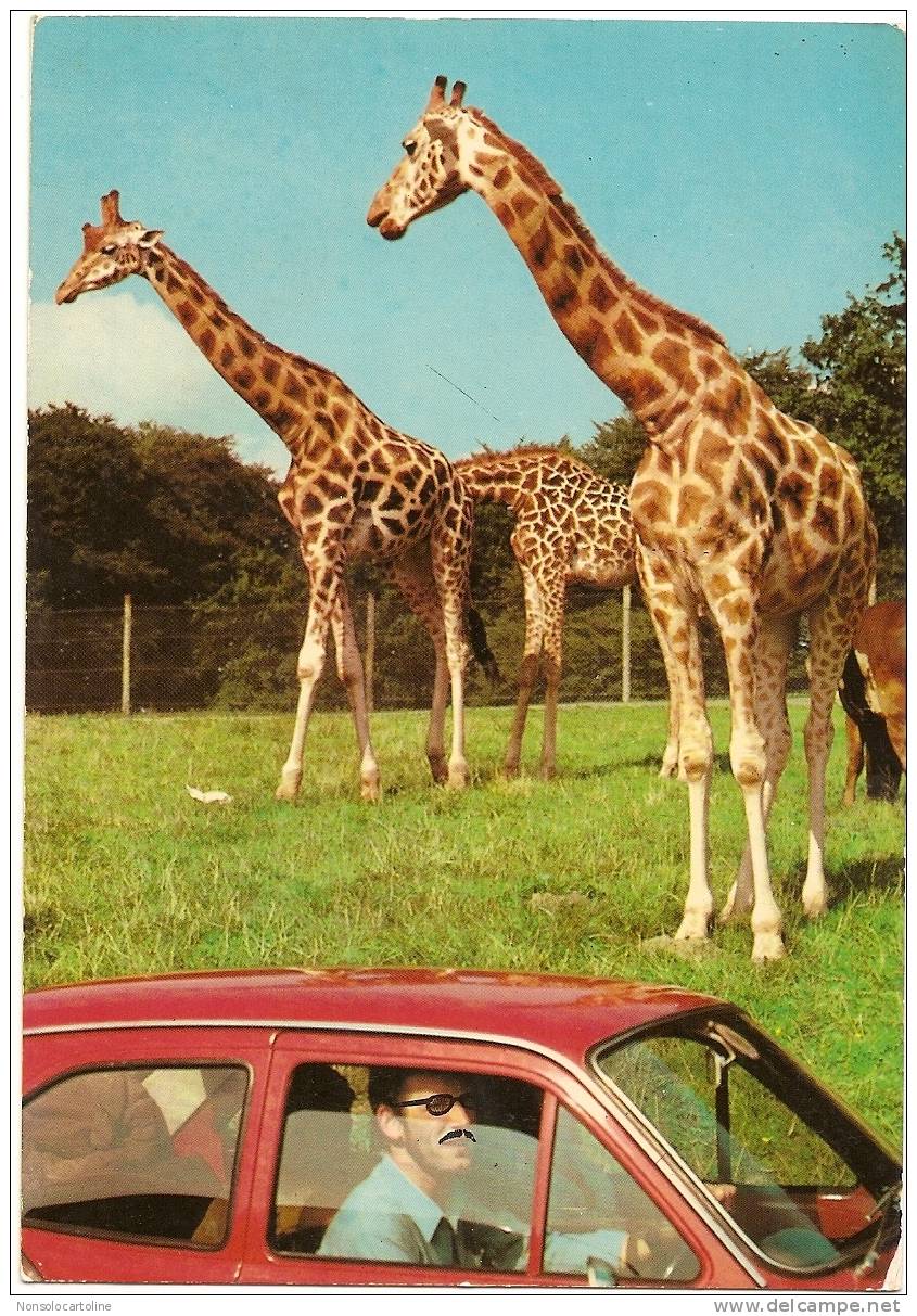Zoo Safari Pombia Novara Africa Giraffe Con Auto - Giraffes