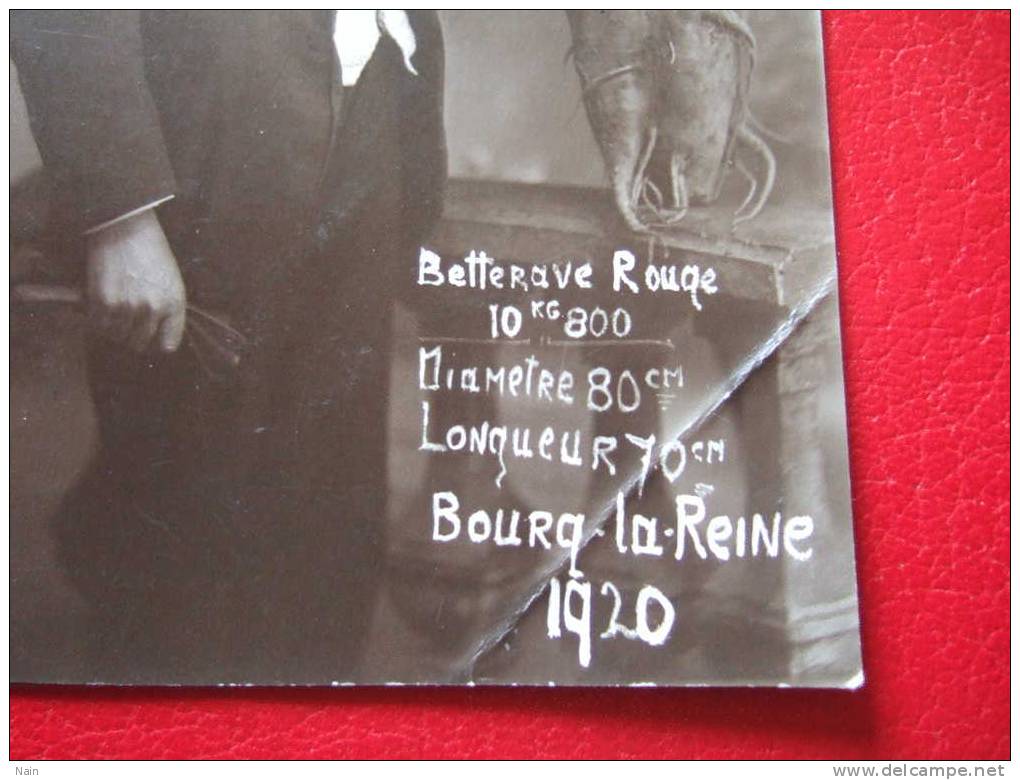 92 - BOURG LA REINE - BETTERAVE ROUGE 10KG 800 - DIAMÈTRE 80 CM - LONGUEUR 70 CM - BOURG LA REIN 1920 - Bourg La Reine