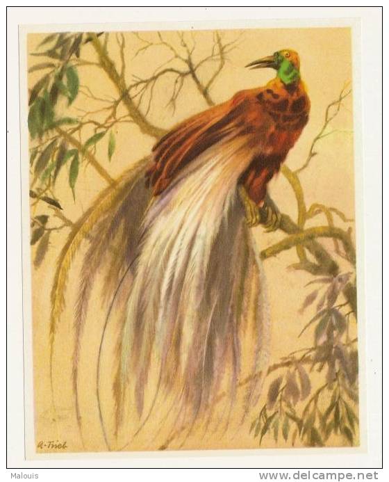 Artis. Cote D´or E.a.: Paradijsvogel, Oiseau De Paradis. Vogel, Bird. Ca. 1950 - Côte D'Or