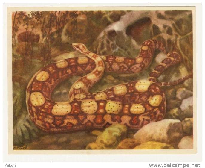 Artis. Cote D´or E.a.: Boa Constrictor. Schlange, Slang, Snake, Serpent. Ca. 1950 - Côte D'Or