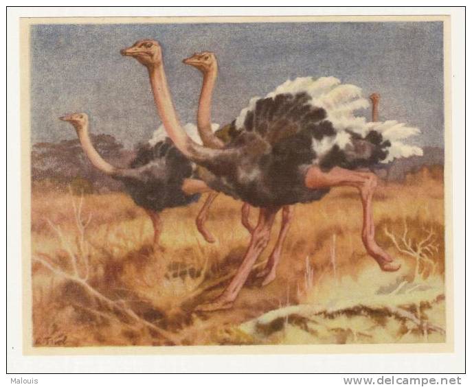 Artis. Cote D´or E.a.: Struisvogel, Autruche, Ostrich. Vogel, Bird, Oiseau. Ca. 1950 - Côte D'Or