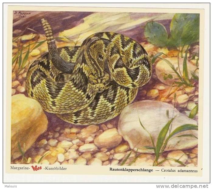 Margarine Voss: Rautenklapperschlange. Schlange, Slang, Snake, Serpent. 1950-55. - Andere & Zonder Classificatie