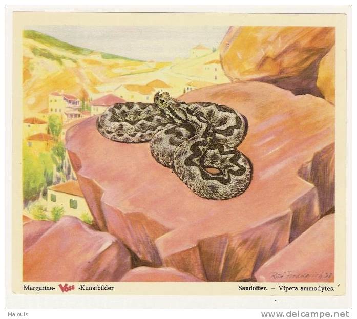 Margarine Voss: Sandotter. Schlange, Slang, Snake, Serpent. 1950-55. - Andere & Zonder Classificatie