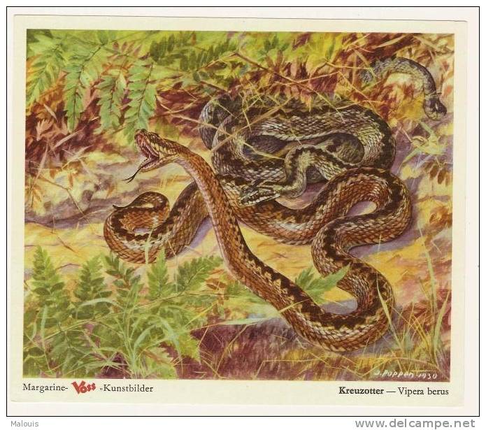 Margarine Voss: Kreuzotter. Schlange, Slang, Snake, Serpent. 1950-55. - Andere & Zonder Classificatie