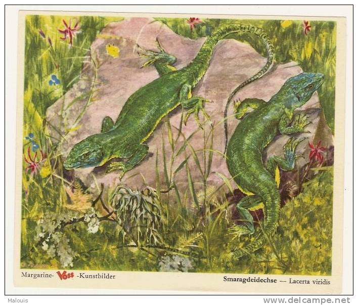 Margarine Voss: Eidechse, Lizard, Hagedis, Lézard. 1950-55. - Andere & Zonder Classificatie