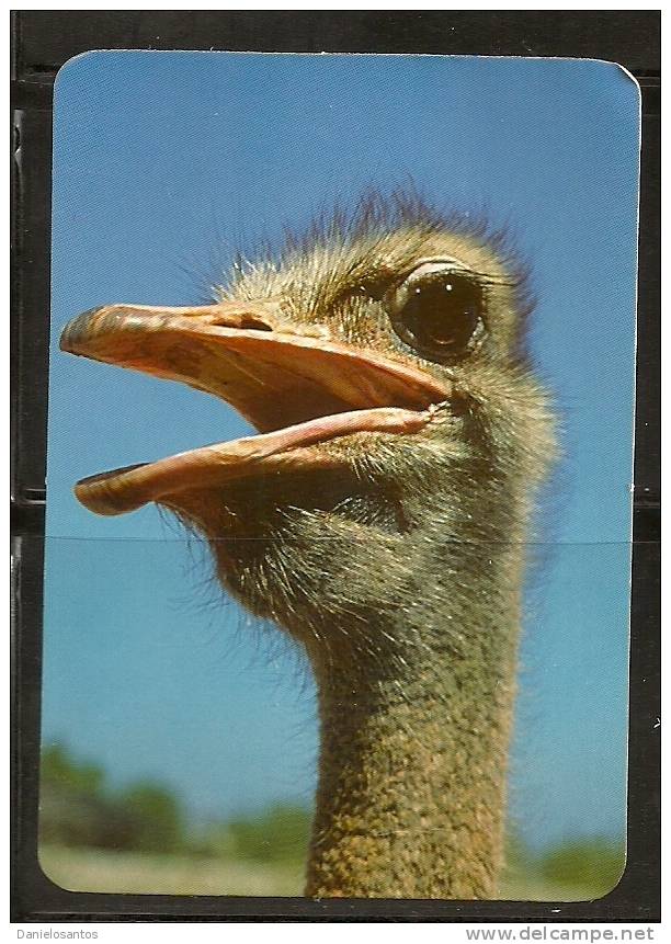 1999 Pocket Poche Bolsillo Bolso Calendar Calandrier Calendario Portugal Aves Birds Oiseaux Avestruz Ostrich - Petit Format : 1991-00