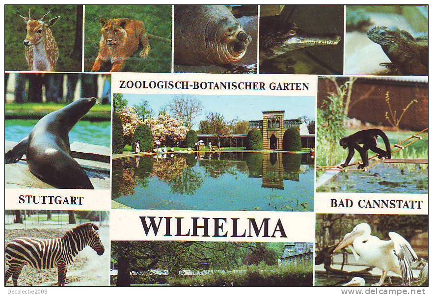 ZS2543 Animaux /Animals Faune Stuttgart Zoo Lions/ Monkey / Zebra Not Used PPC Good Shape - Lions